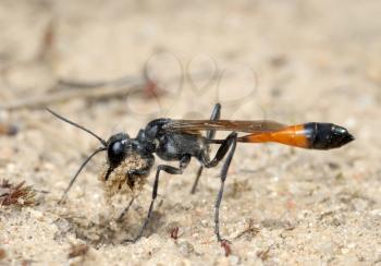Royalty Free Photo of an Ammophila Sabulosa Wasp With a Bundle of Sand.