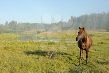 Royalty Free Photo of a Horse in a Field and Mist Over the Water
