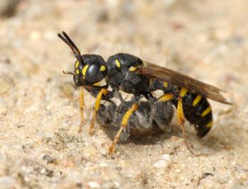 Royalty Free Photo of a Wasp With Prey in the Sand