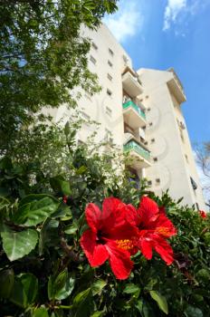 Royalty Free Photo of Hollyhocks With a Building Behind
