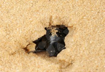 Royalty Free Photo of a Beetle Burrowing a Hole in the Sand
