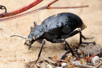 Royalty Free Photo of a Beetle on Sand