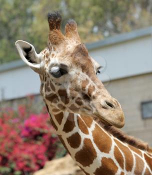 Royalty Free Photo of a Giraffe's Head