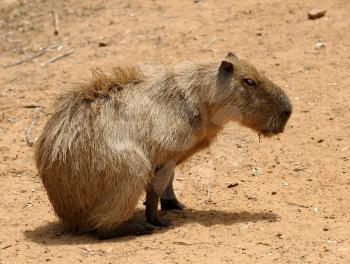 Royalty Free Photo of a South American Rodent Called an Agouti