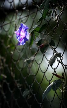 Royalty Free Photo of a Purple Flower on a Trellis