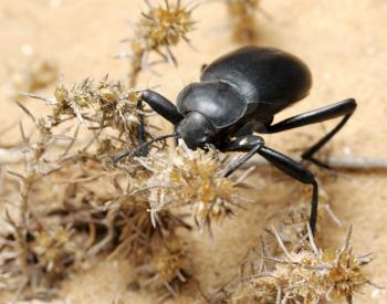 Royalty Free Photo of a Beetle in the Desert