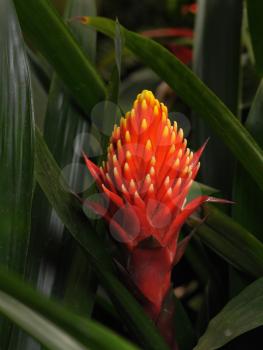 Royalty Free Photo of a Tropical Flower