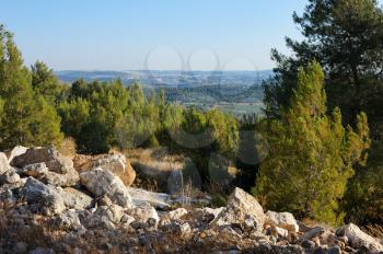 Royalty Free Photo of a Forest in the Mountains Near Jerusalem