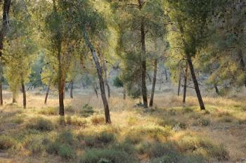 Royalty Free Photo of a Forest in the Mountains of Israel, Near Jerusalem