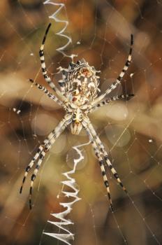 Royalty Free Photo of a Spider Argiope on a Web