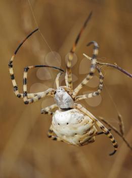 Royalty Free Photo of a Spider Closeup