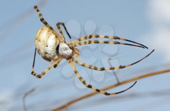 Royalty Free Photo of a Spider on the Web Among Grass