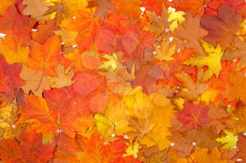 Royalty Free Photo of an Autumn Leaf Background