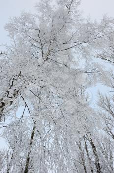 Royalty Free Photo of Trees Covered in Frost