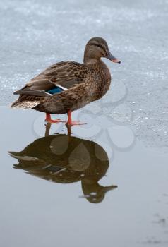 Royalty Free Photo of a Duck on a Frozen Lake