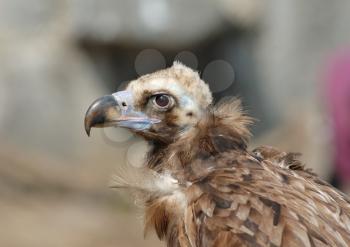 Royalty Free Photo of a Vulture's Head