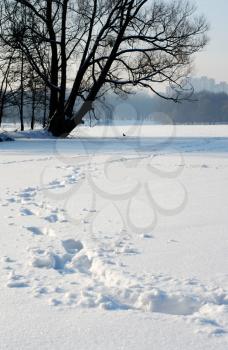 Royalty Free Photo of Footprints in Snow and a Tree in the Distance