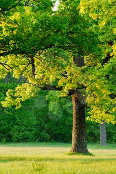 Royalty Free Photo of a Oak Trees in the Sun