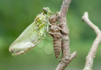 Royalty Free Photo of a Dragonfly and the Larva Skin