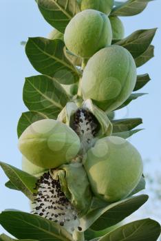 Royalty Free Photo of the Fruits and Seeds of Apple of Sodom (Calotropis procera)