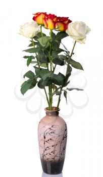 Red and white roses in vase, isolated