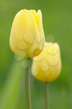 The bright yellow flowers of tulips in the spring