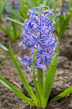 The bright blue flowers of hyacinth in the spring