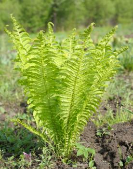 Young plant ostrich fern in the spring
