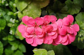 Bright pink geranium flowers on a background of green leaves.
