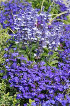 Decorative blue flowers Lobelia erinus and Salvia Farinacea in the garden.