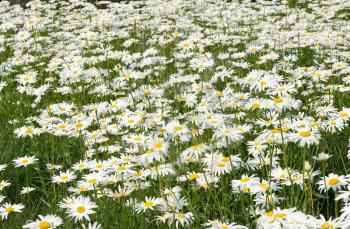White daisy flowers on a summer green meadow.