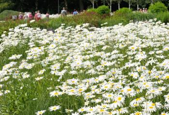 White daisy flowers on a summer green meadow.