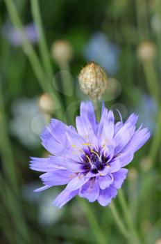 Blue ornamental and medicinal flowers of chicory