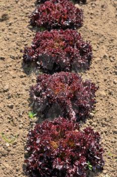 Lettuce lollo rossa, bright burgundy plants in the garden