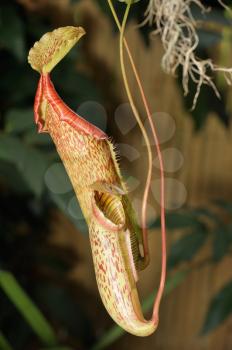 Nepenthes, tropical pitcher plants or monkey cups.