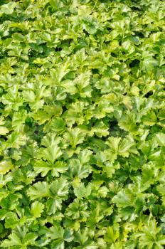 Waldsteinia ternata, decorative groundcover plant in the garden
