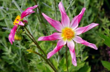 Tall dahlia plant with large flowers, variety Marie Schnugg