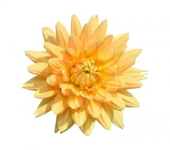 Tall dahlia plant with large flowers, isolated on a white background