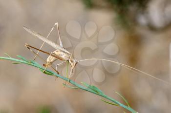 Closeup of the nature of Israel - grasshopper rhaphidophoridae