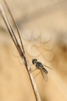 Closeup of the nature of Israel -  black fly on a branch