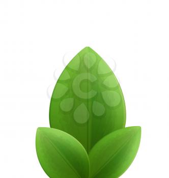 Illustration of plant three realistic  green leaves isolated on white - vector