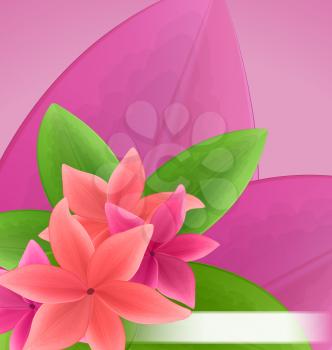Illustration pink and red frangipani (plumeria), exotic flowers green leaves plant - vector