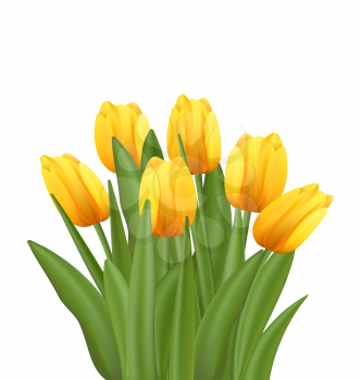 Illustration Beautiful Bouquet with Yellow Tulips Flowers Isolated on White Background - Vector