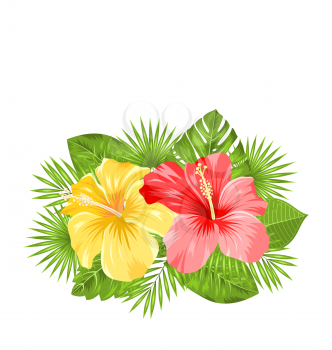 Illustration Beautiful Colorful Hibiscus Flowers Blossom and Tropical Leaves, Isolated on White Background. Copy Space for Your Text - Vector