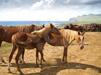 Free Running Horses staring, Easter Island