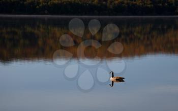 Lonely goose on the Carpenter lake