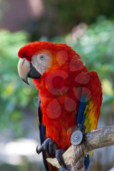 Colorful Red Blue Macaw Parrot Bird