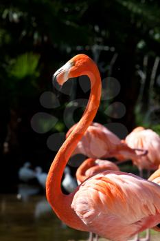Pink flamingo closeup