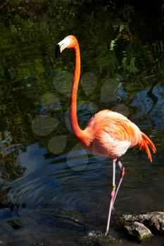 Pink flamingo posing