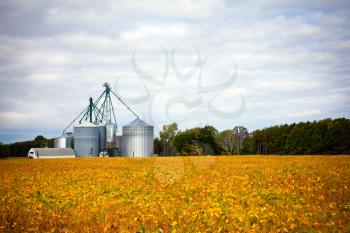 Farm silos storage towers in yellow crops landscape view